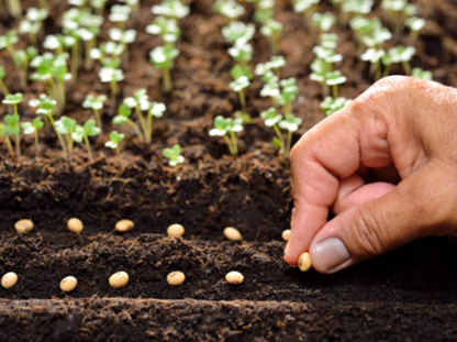 Sementes de Fé • Seeds of Faith
