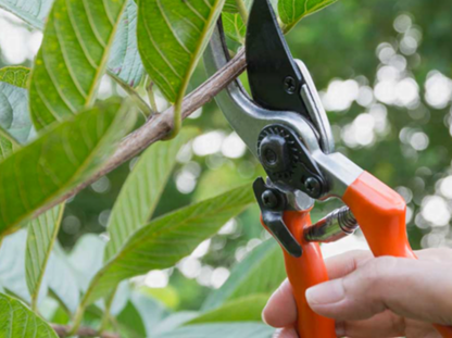 Uma Poda Necessária • A Necessary Pruning
